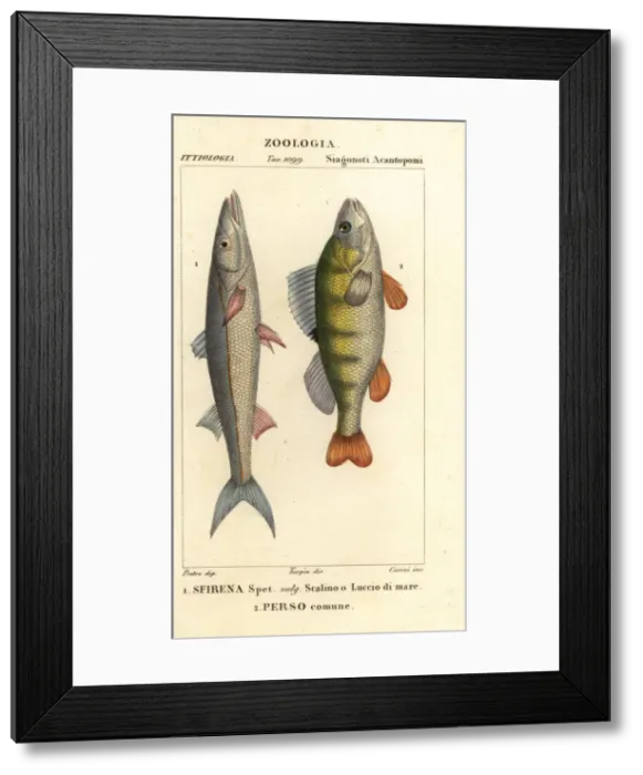 Framed Print : European barracuda and perch Framed Print : European barracuda and perch