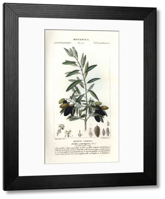 Framed Print : Olive tree, Olea europaea Framed Print : Olive tree, Olea europaea