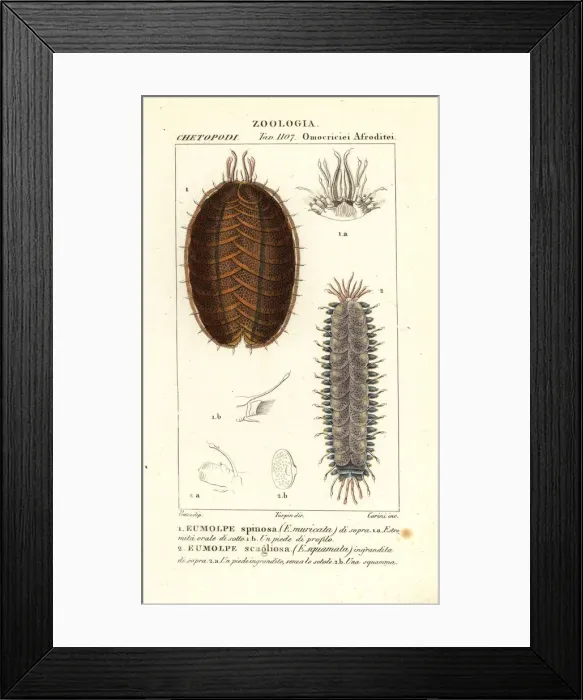 Framed Print : Spiny scale worm and scaleworm Framed Print : Spiny scale worm and scaleworm