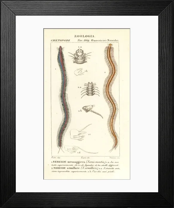 Framed Print : Perinereis nuntia and Syllis armillaris Framed Print : Perinereis nuntia and Syllis armillaris