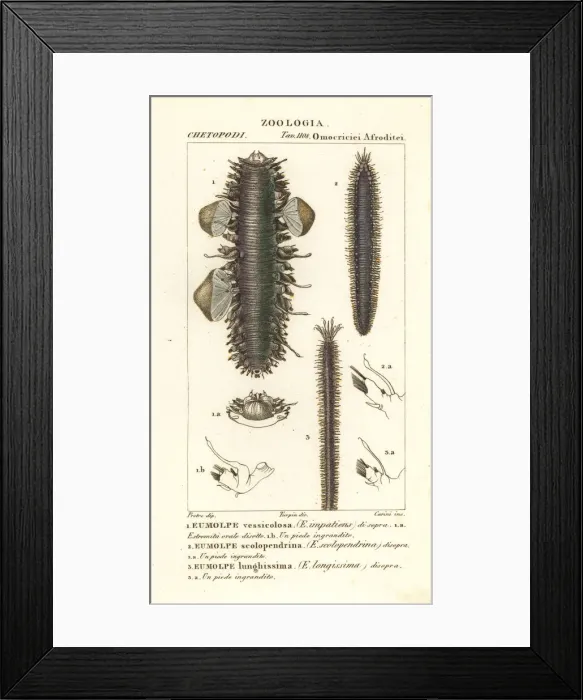 Framed Print : Scaleworms or segmented worms Framed Print : Scaleworms or segmented worms