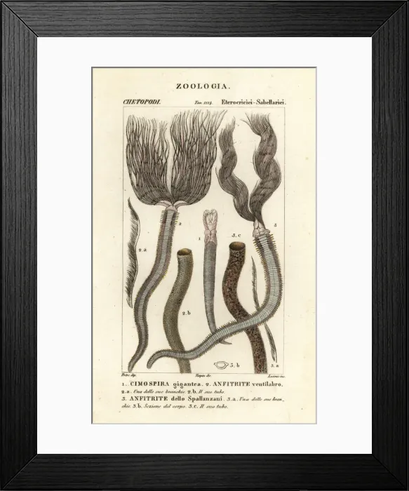 Framed Print : Christmas tree worms and feather duster worm Framed Print : Christmas tree worms and feather duster worm