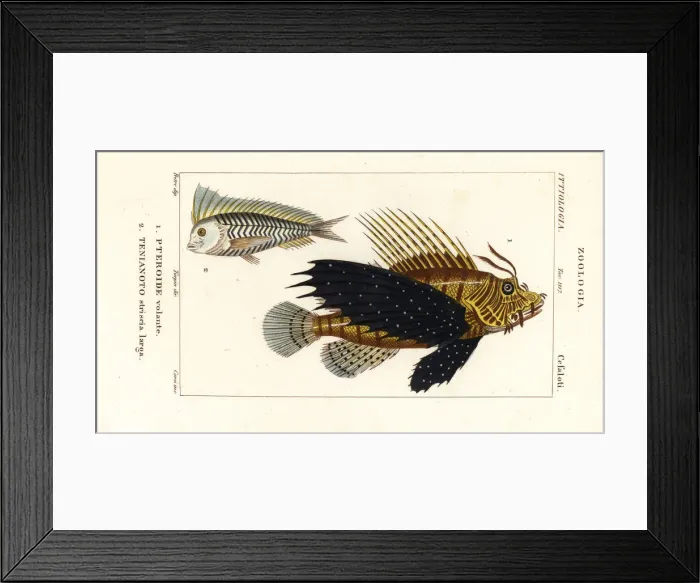 Framed Print : Red lionfish and blue blanquillo Framed Print : Red lionfish and blue blanquillo