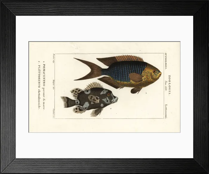 Framed Print : Sapphire damsel and harlequin sweetlips Framed Print : Sapphire damsel and harlequin sweetlips