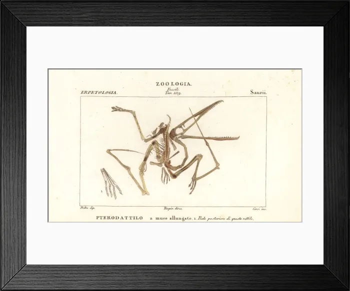 Framed Print : Fossil skeleton of an extinct pterodactyl, Pterodactylus Framed Print : Fossil skeleton of an extinct pterodactyl, Pterodactylus