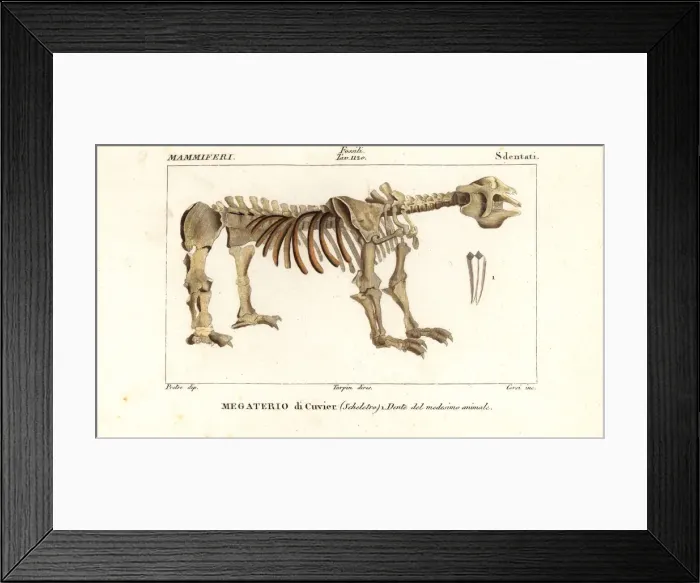 Framed Print : Fossil skeleton of the giant ground sloth, Megatherium Framed Print : Fossil skeleton of the giant ground sloth, Megatherium