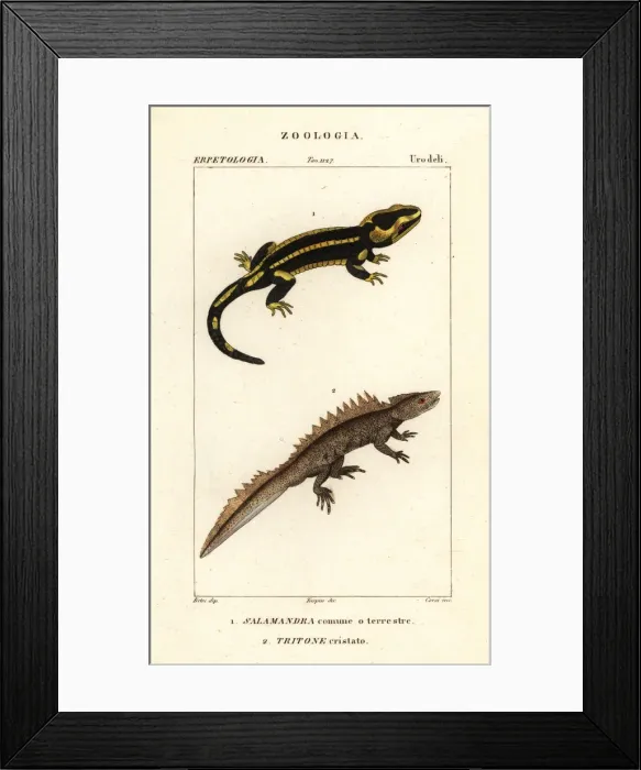 Framed Print : Fire salamander and critically endangered great crested newt Framed Print : Fire salamander and critically endangered great crested newt