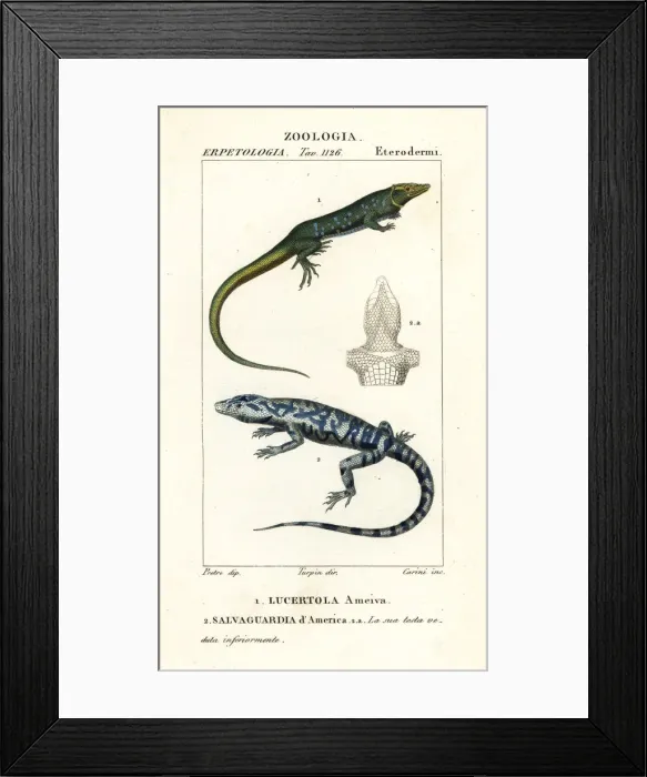 Framed Print : Jungle runner and golden tegu Framed Print : Jungle runner and golden tegu