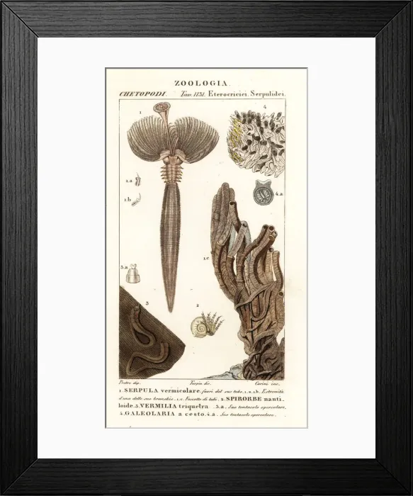 Framed Print : Fan worm and other worms Framed Print : Fan worm and other worms