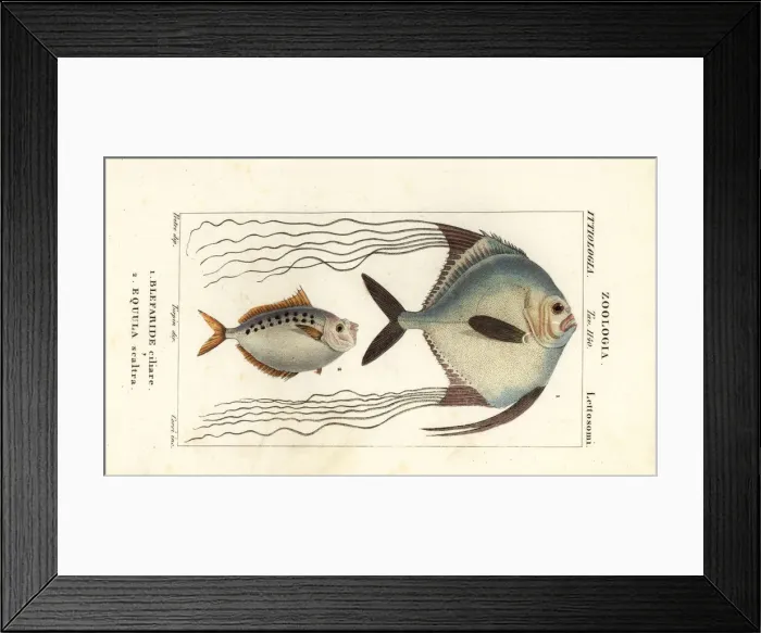 Framed Print : African pompano and ponyfish Framed Print : African pompano and ponyfish