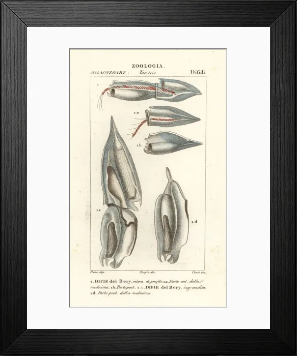 Framed Print : Siphonophores, Diphyes dispar Framed Print : Siphonophores, Diphyes dispar