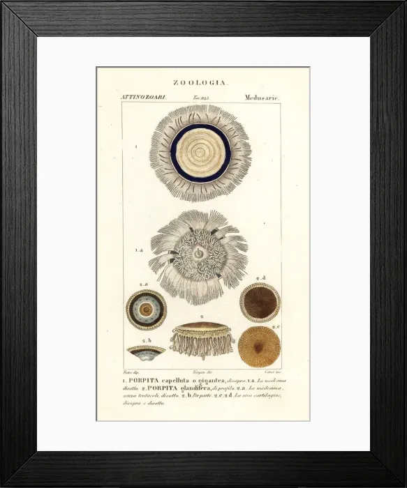 Framed Print : Blue button, Porpita porpita Framed Print : Blue button, Porpita porpita