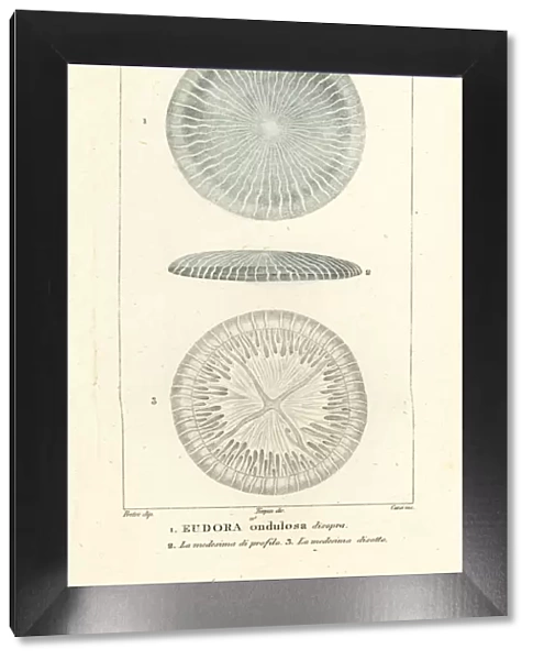 Disc jellyfish species, Eudora ondulosa disopra