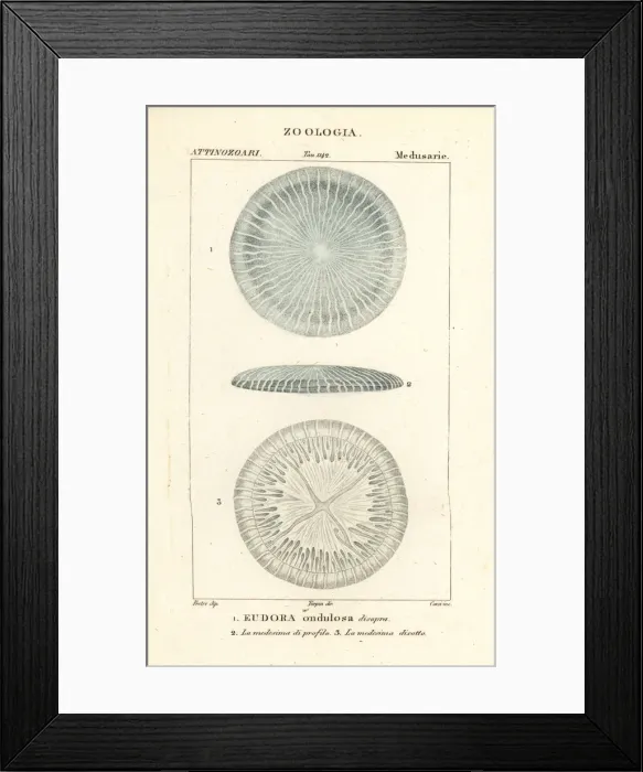 Framed Print : Disc jellyfish species, Eudora ondulosa disopra Framed Print : Disc jellyfish species, Eudora ondulosa disopra