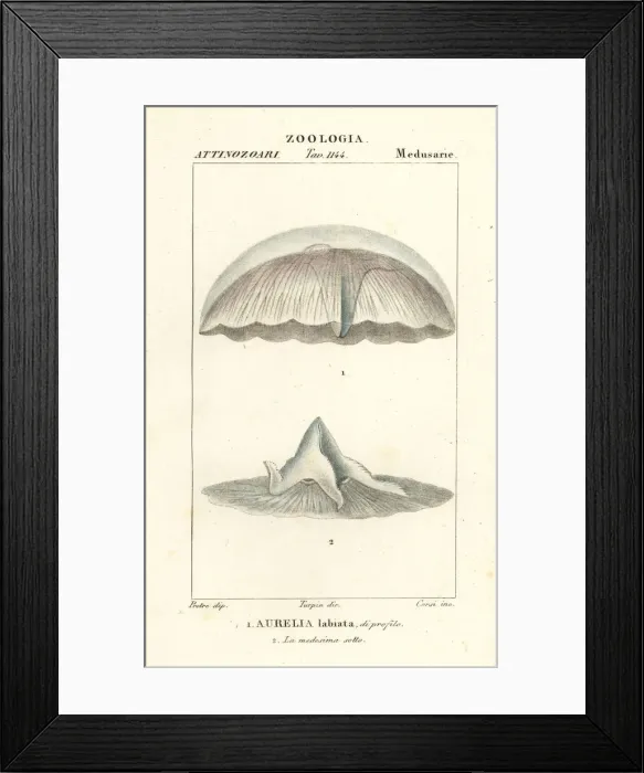 Framed Print : Moon jellyfish, Aurelia labiata Framed Print : Moon jellyfish, Aurelia labiata