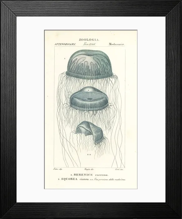Framed Print : Naked-eye medusa and crystal jelly Framed Print : Naked-eye medusa and crystal jelly