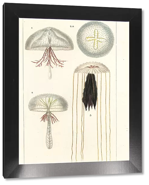 Jellyfish and stinging jellyfish species