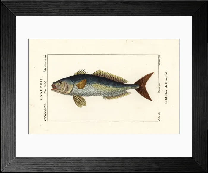 Framed Print : Greater amberjack, Seriola dumerili Framed Print : Greater amberjack, Seriola dumerili