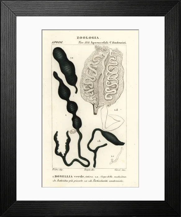 Framed Print : Green spoonworm, Bonellia viridis. Bonellia verde Framed Print : Green spoonworm, Bonellia viridis. Bonellia verde