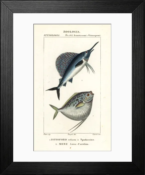 Framed Print : Indo-Pacific sailfish and moonfish Framed Print : Indo-Pacific sailfish and moonfish