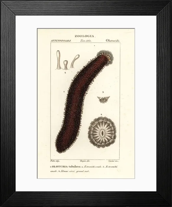 Framed Print : Cotton-spinner or tubular sea cucumber, Holothuria tubulosa Framed Print : Cotton-spinner or tubular sea cucumber, Holothuria tubulosa