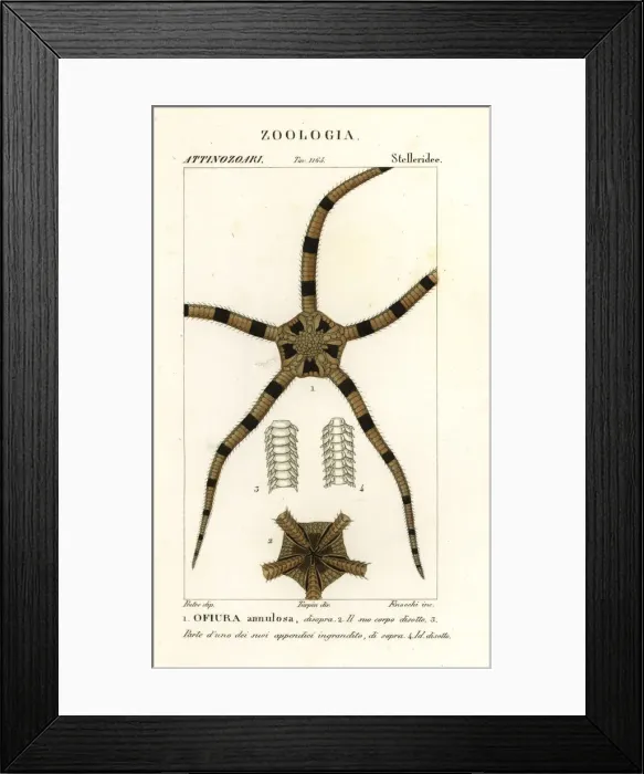 Framed Print : Brittle star echinoderm, Ophiomastix annulosa Framed Print : Brittle star echinoderm, Ophiomastix annulosa