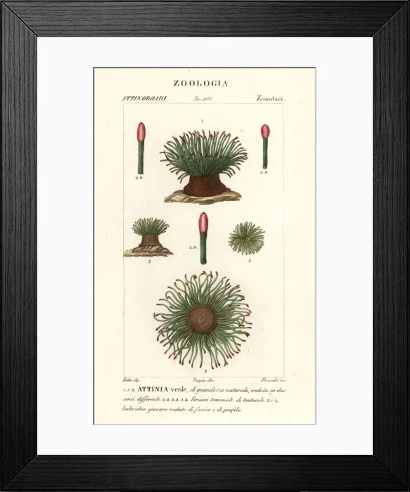 Framed Print : Mediterranean snakelocks sea anemone, Anemonia sulcata Framed Print : Mediterranean snakelocks sea anemone, Anemonia sulcata