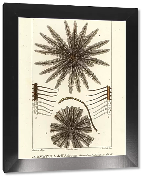 Feather star crinoid, Oligometrides adeonae