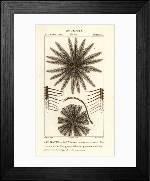 Framed Print : Feather star crinoid, Oligometrides adeonae Framed Print : Feather star crinoid, Oligometrides adeonae