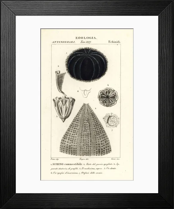Framed Print : European edible sea urchin, Echinus esculentus Framed Print : European edible sea urchin, Echinus esculentus
