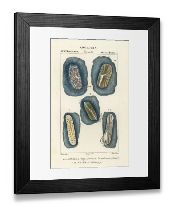 Framed Print : Purple sail, Velella velella Framed Print : Purple sail, Velella velella