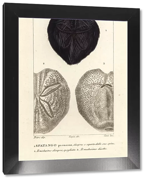 Heart urchin, Spatangus purpureus