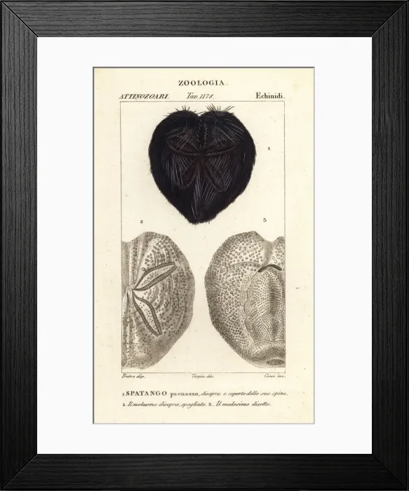 Framed Print : Heart urchin, Spatangus purpureus Framed Print : Heart urchin, Spatangus purpureus
