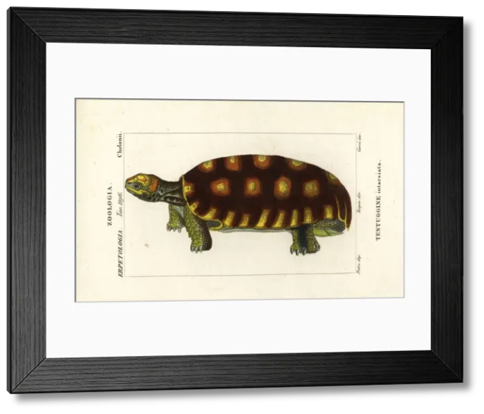 Framed Print : Brazilian giant tortoise, Chelonoidis denticulatus Framed Print : Brazilian giant tortoise, Chelonoidis denticulatus
