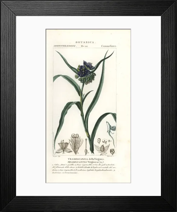 Framed Print : Virginia spiderwort, Tradescantia virginiana Framed Print : Virginia spiderwort, Tradescantia virginiana