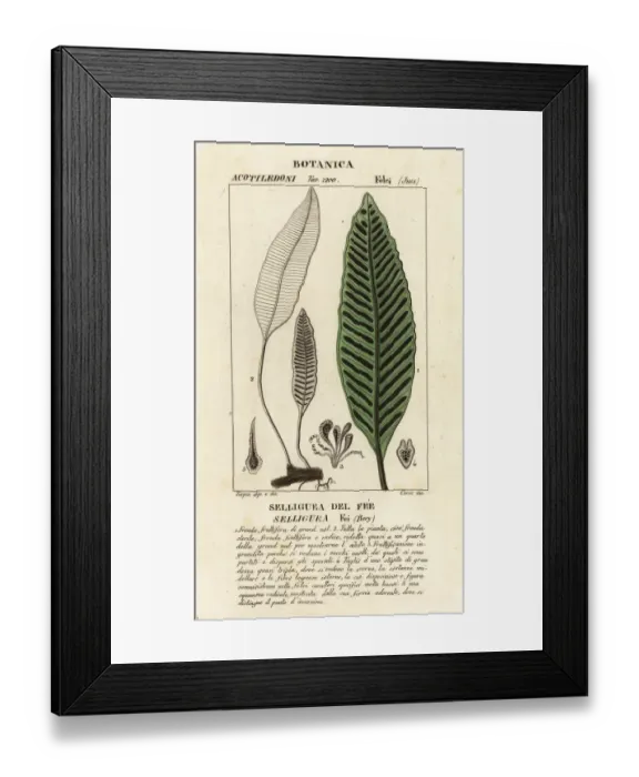 Framed Print : Seliguea feei fern Framed Print : Seliguea feei fern