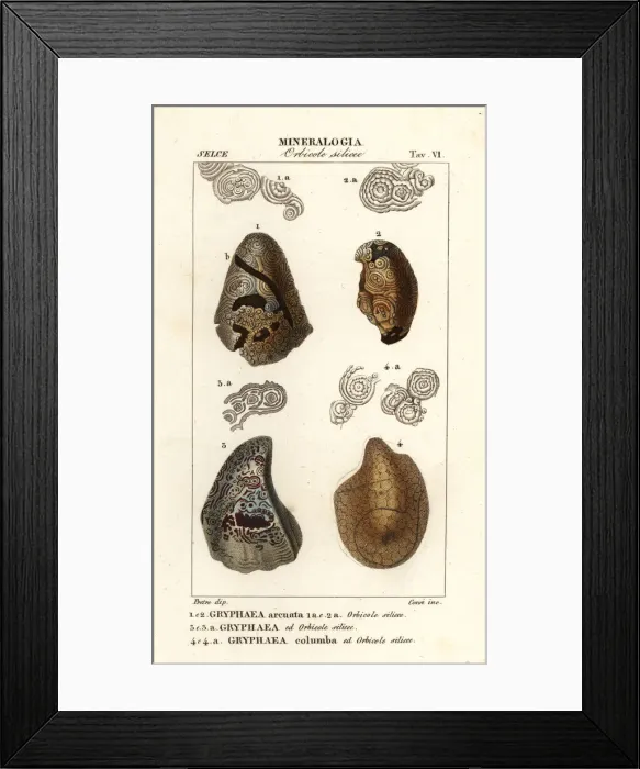 Framed Print : Extinct foam oysters or devils toenails, Gyphaea species Framed Print : Extinct foam oysters or devils toenails, Gyphaea species