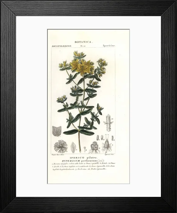 Framed Print : Perforate St John s-wort, Hypericum perforatum Framed Print : Perforate St John s-wort, Hypericum perforatum