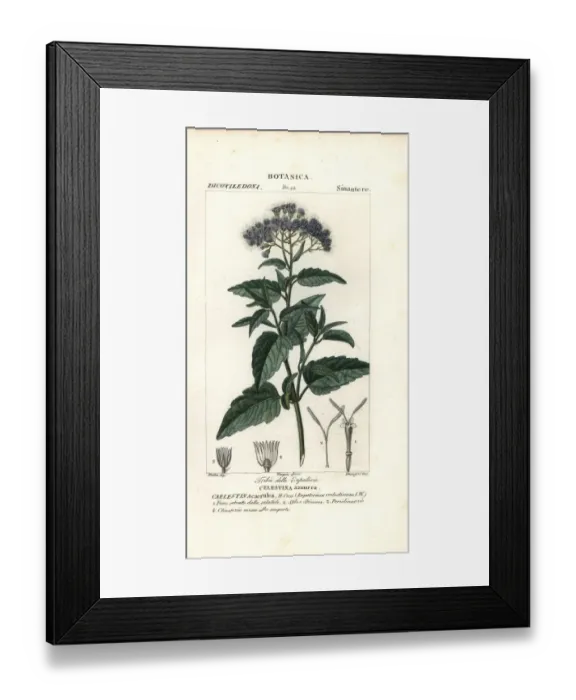 Framed Print : Butterfly mist, Ageratum corymbosum Framed Print : Butterfly mist, Ageratum corymbosum