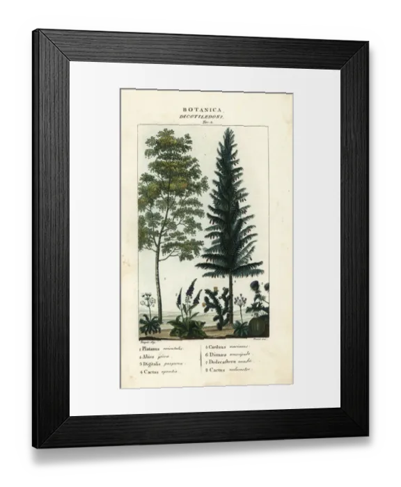Framed Print : Sycamore, silver fir, foxglove, prickly pear, etc Framed Print : Sycamore, silver fir, foxglove, prickly pear, etc