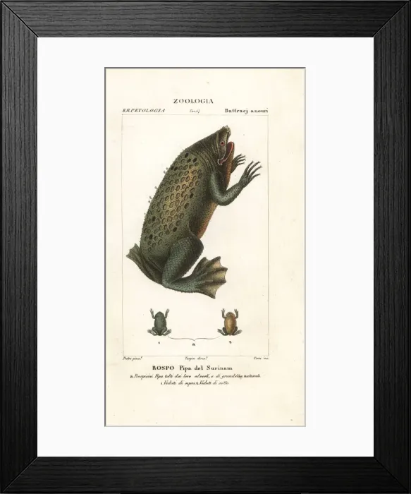 Framed Print : Surinam toad, Pipa pipa Framed Print : Surinam toad, Pipa pipa