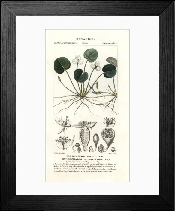 Framed Print : Frogbit, Hydrocharis morsus-ranae Framed Print : Frogbit, Hydrocharis morsus-ranae