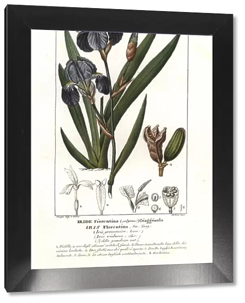 Florentine iris, Iris germanica var. florentina