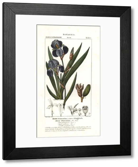Framed Print : Florentine iris, Iris germanica var. florentina Framed Print : Florentine iris, Iris germanica var. florentina