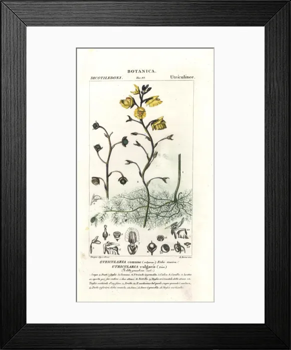 Framed Print : Bladderwort, Utricularia vulgaris Framed Print : Bladderwort, Utricularia vulgaris