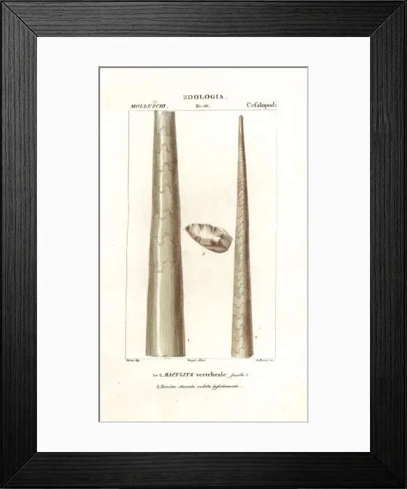 Framed Print : Fossil shell of baculite or walking stick rock Framed Print : Fossil shell of baculite or walking stick rock