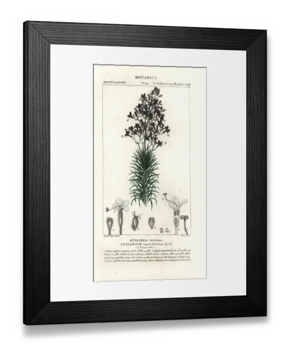 Framed Print : Larch-leaf or tree triggerplant, Stylidium laricifolium Framed Print : Larch-leaf or tree triggerplant, Stylidium laricifolium
