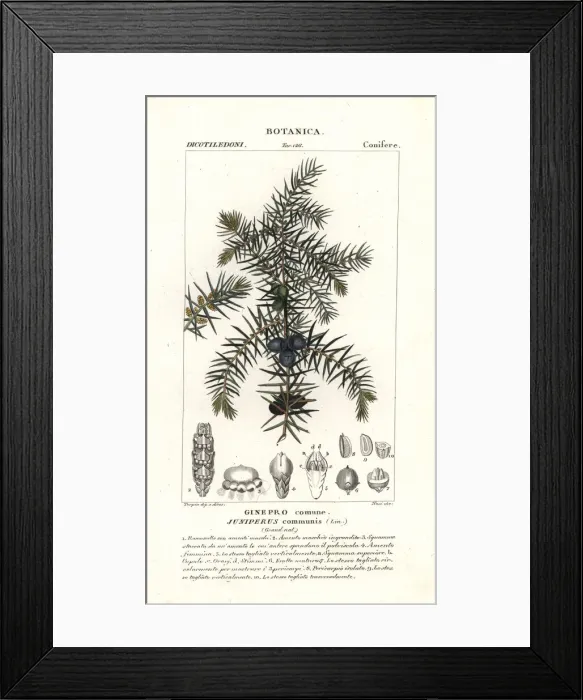 Framed Print : Common juniper, Juniperus communis Framed Print : Common juniper, Juniperus communis