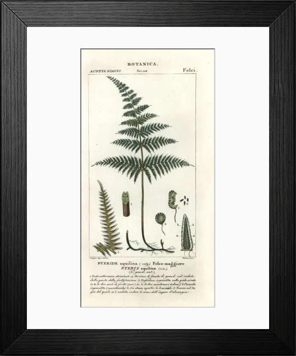 Framed Print : Common bracken or brake, Pteridium aquilinum Framed Print : Common bracken or brake, Pteridium aquilinum