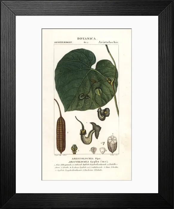 Framed Print : Dutchmans pipe or pipevine, Aristolochia macrophylla Framed Print : Dutchmans pipe or pipevine, Aristolochia macrophylla